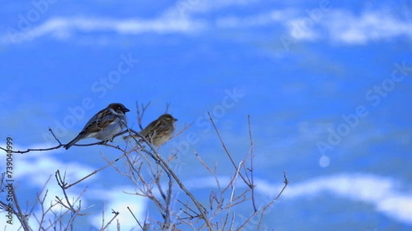Obraz bird on a branch