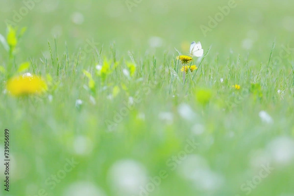 Fototapeta クローバーとチョウチョ