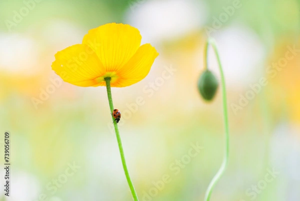 Fototapeta ポピーとてんとう虫（右に余白）