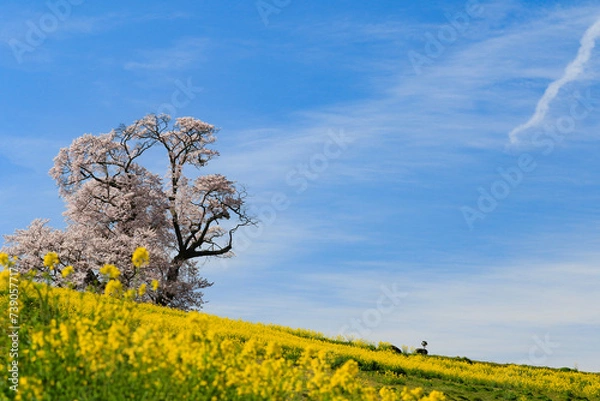 Fototapeta 菜の花と大桜