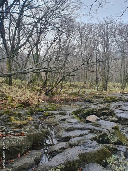 Obraz river in the forest