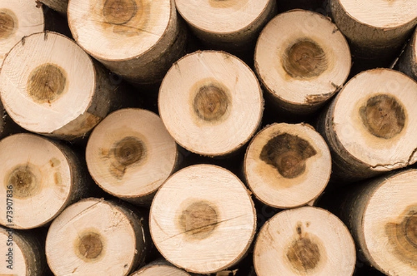 Obraz Stacked Logs background