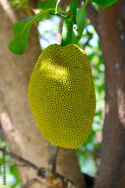 Obraz Green jackfruit on the tree