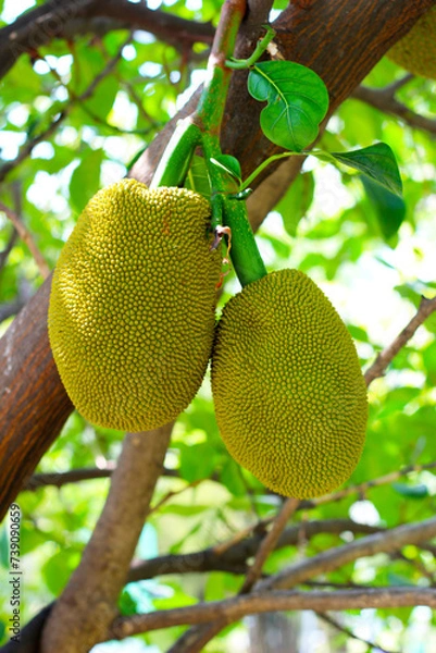 Obraz Green jackfruit on the tree