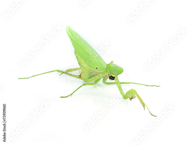Fototapeta Female European Mantis or Mantis religiosa, isolated on white