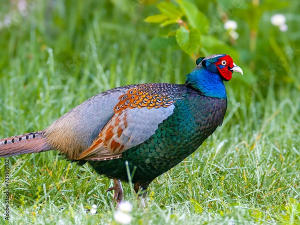 Obraz キジの雄のクローズアップ写真、野鳥