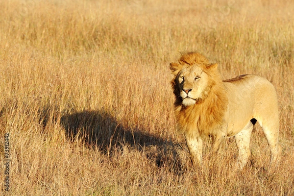 Fototapeta Lion on the Masai Mara in Africa