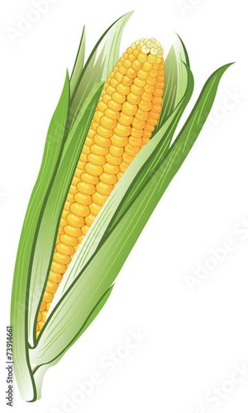 Fototapeta トウモロコシ