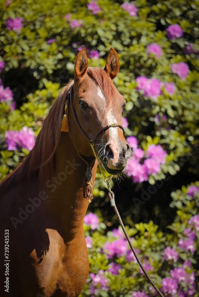 Obraz Arabischer Hengst mit Frühlingsblumen, Pferd mit Blumen, Frühling