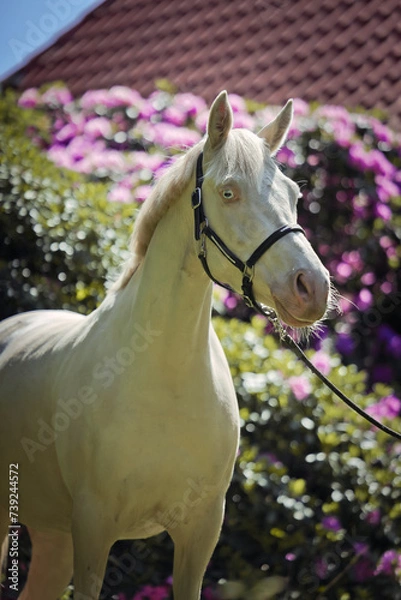 Obraz Deutsches Reitpony in Frühling, Frühlingsblumen Pferd, 