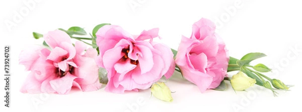 Fototapeta Beautiful pink eustoma isolated on white