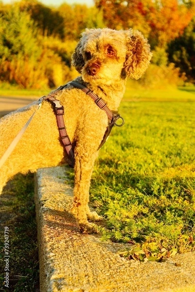 Obraz dog in the sun