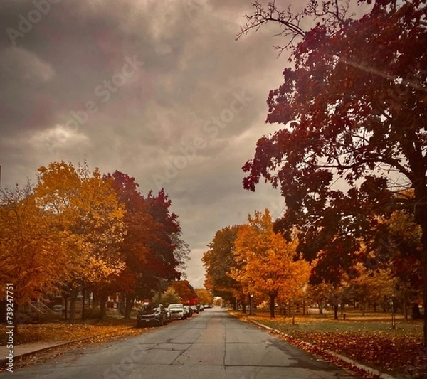 Obraz autumn in the park