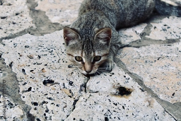 Obraz kitten sleeping