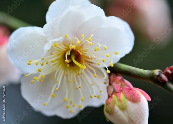 Fototapeta 白い梅の花