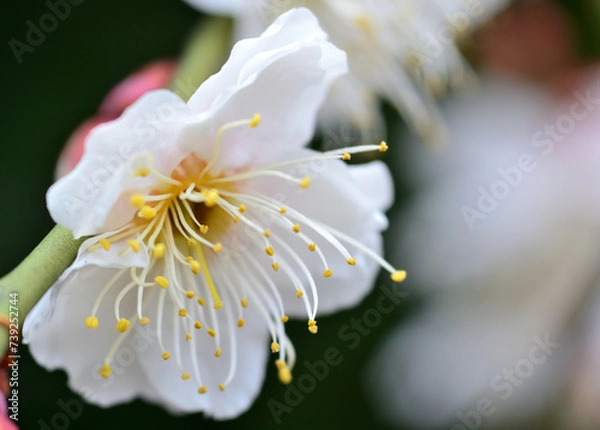 Fototapeta 白い梅の花