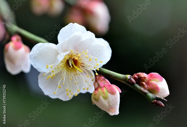 Obraz 白い梅の花