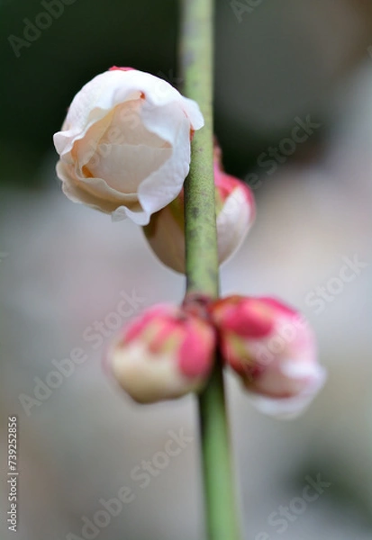 Fototapeta 白い梅の花