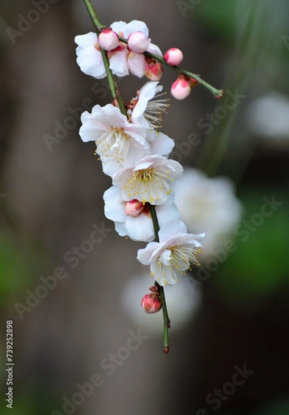 Obraz 白い梅の花