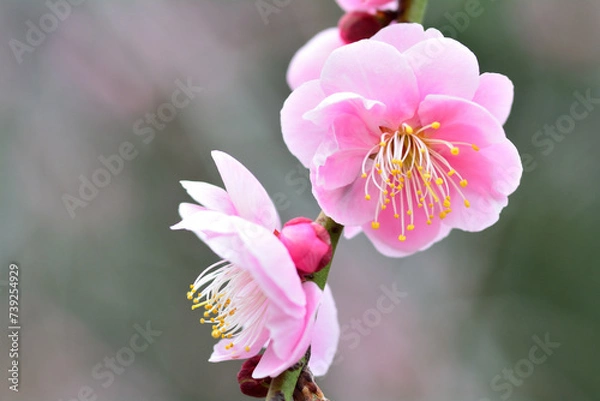 Obraz 美しいピンクの梅の花