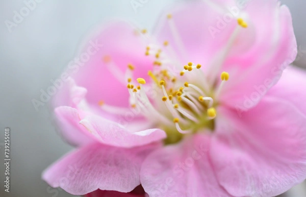 Obraz 美しいピンクの梅の花