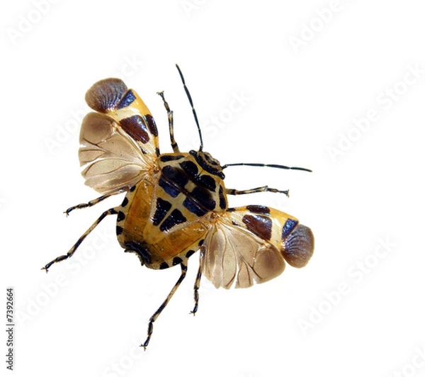 Fototapeta Hemiptera.