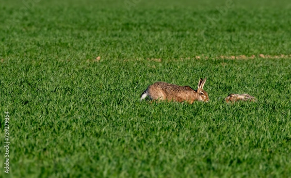 Obraz Lièvre dans la prairie 