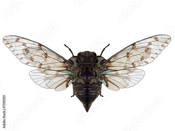 Fototapeta Cicada.