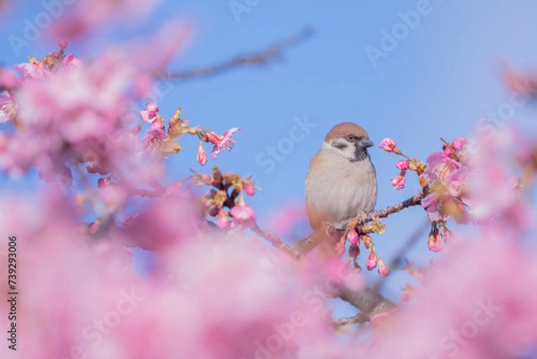 Fototapeta 桜とスズメ