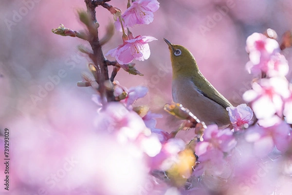 Fototapeta 桜とメジロ