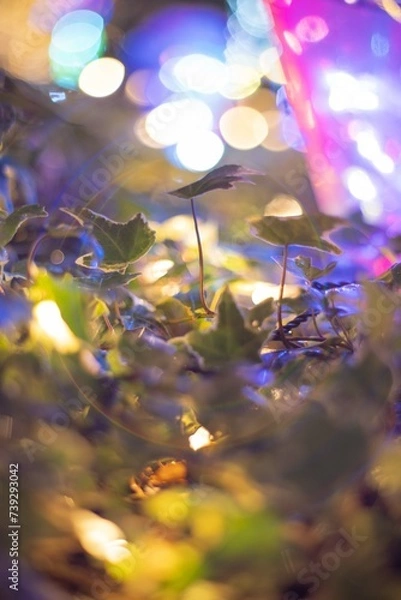 Fototapeta イルミネーション