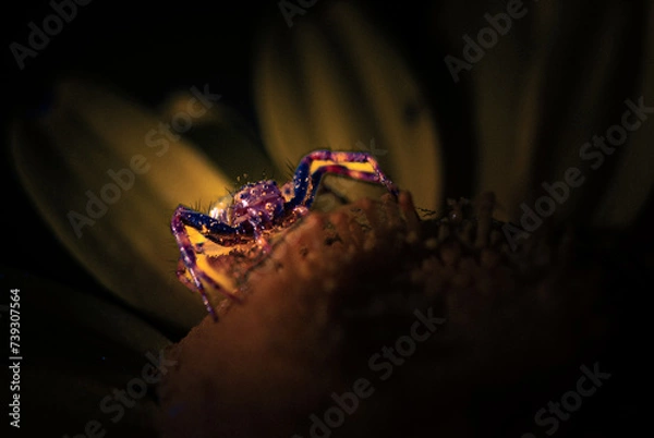 Obraz Fleur Habitée