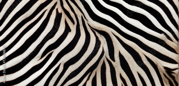 Fototapeta Trendy zebra skin pattern background . Animal fur, texture background for Fabric design, wrapping paper, textile and wallpaper, extra wide