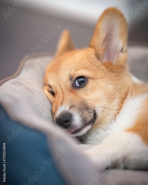 Fototapeta Corgi puppy with huge ears and puppy dog eyes laying in a dog bed with a funny squished face