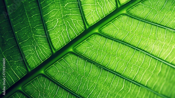 Obraz Macro photo or close up of green leaf background, against the light
