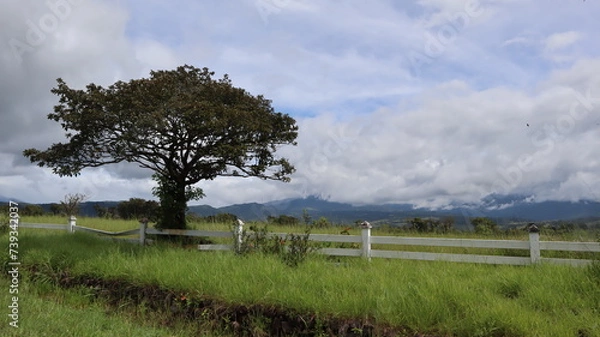 Fototapeta tree in the field