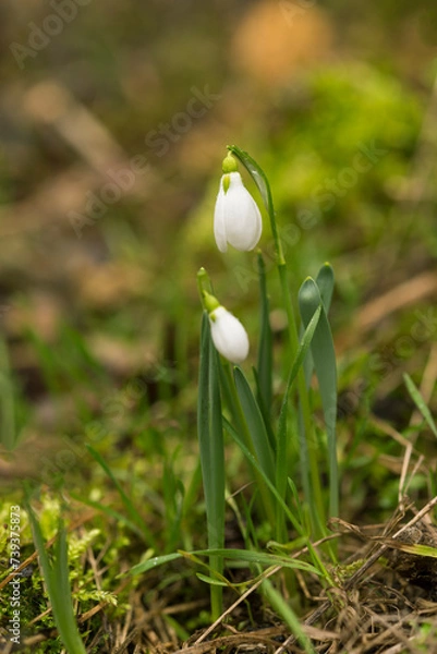 Fototapeta Two first wild snowdrops in the forest