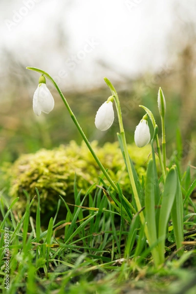 Fototapeta First wild snowdrops in the spring forest. A lot of fresh green grass