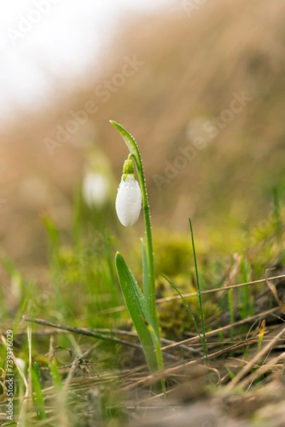 Fototapeta One snowdrop in early spring