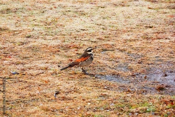 Fototapeta 一羽のツグミ