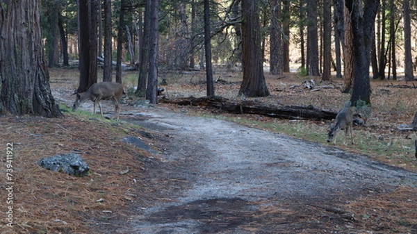 Fototapeta path in the woods