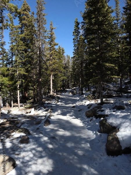Fototapeta forest in the snow