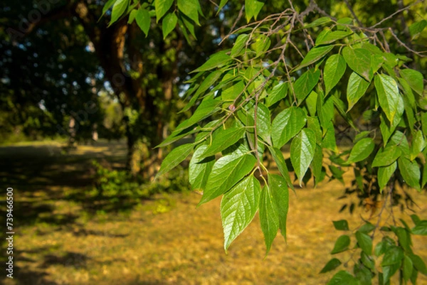 Obraz Common hackberry leaves in a Hungarian park