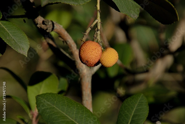 Obraz strawberry trees on the branch
