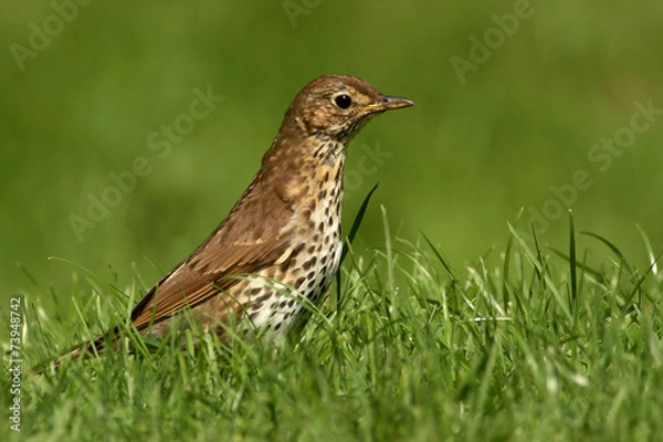Obraz Song Thrush - Turdus philomelos