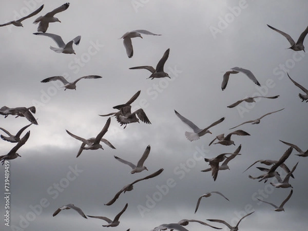 Fototapeta The Crowded Sky