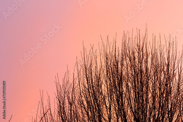 Fototapeta Warm, golden sunset on the paths, trees, and buildings of Hertford in the Sputh-east of England, just to the north of the city of london