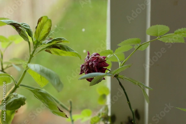 Fototapeta Plants and trees colouring the fields and woodland around Hertfordshire in the south east of England just outside the city of London
