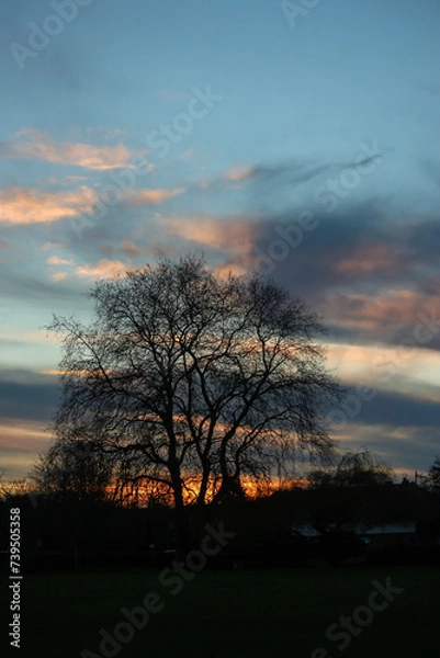 Fototapeta Warm, golden sunset on the paths, trees, and buildings of Hertford in the Sputh-east of England, just to the north of the city of london