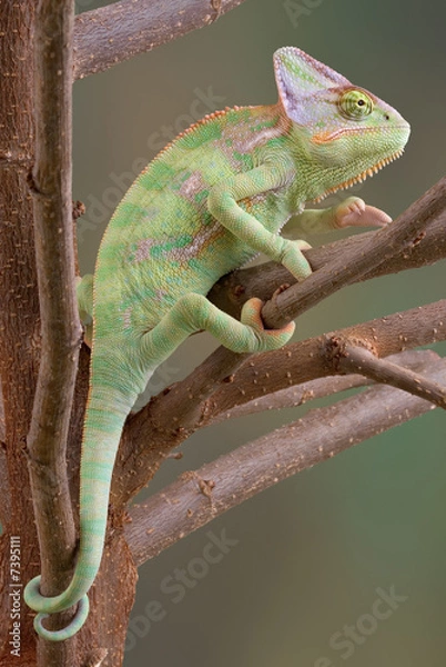 Obraz Veiled Chameleon in Tree 2